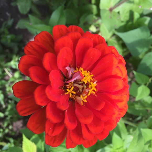 Meet your Posher, Lisa - Picture 4 of 8